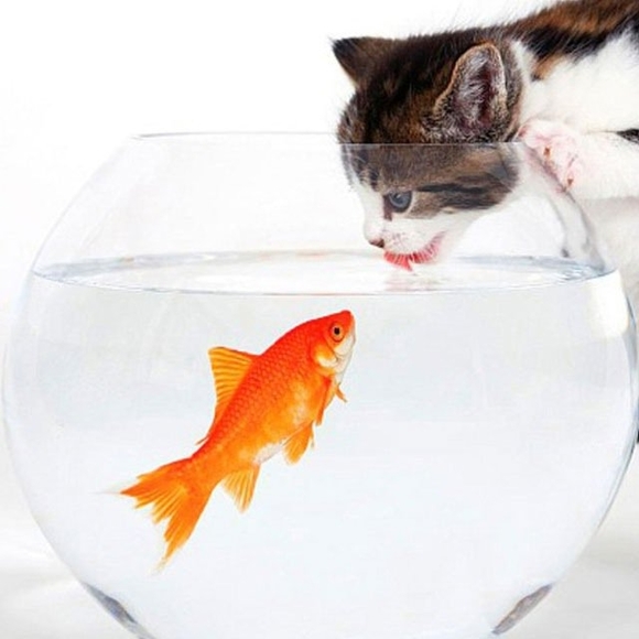 Meet your Posher, Mortadtha - Picture 1 of 1